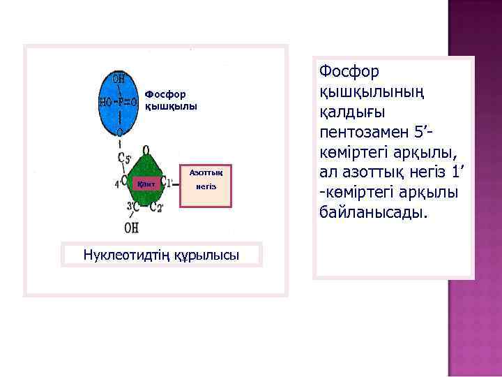 Фосфор қышқылы Азоттық Қант негіз Нуклеотидтің құрылысы Фосфор қышқылының қалдығы пентозамен 5’көміртегі арқылы, ал