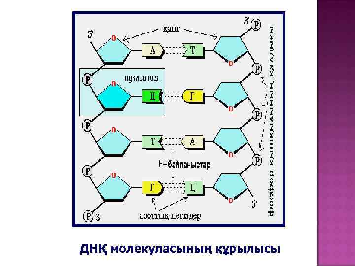 ДНҚ молекуласының құрылысы 