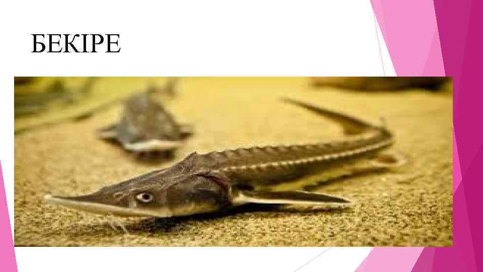 БЕКІРЕ 