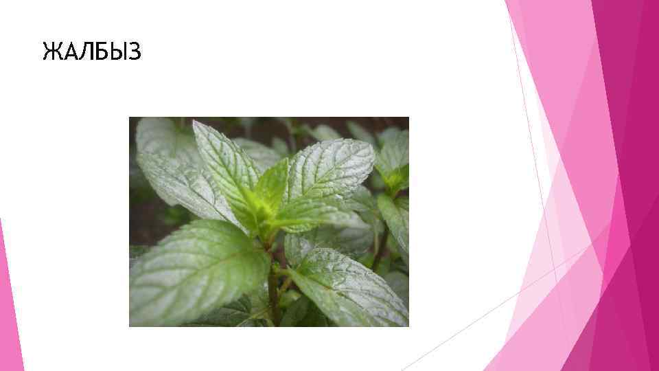ЖАЛБЫЗ 