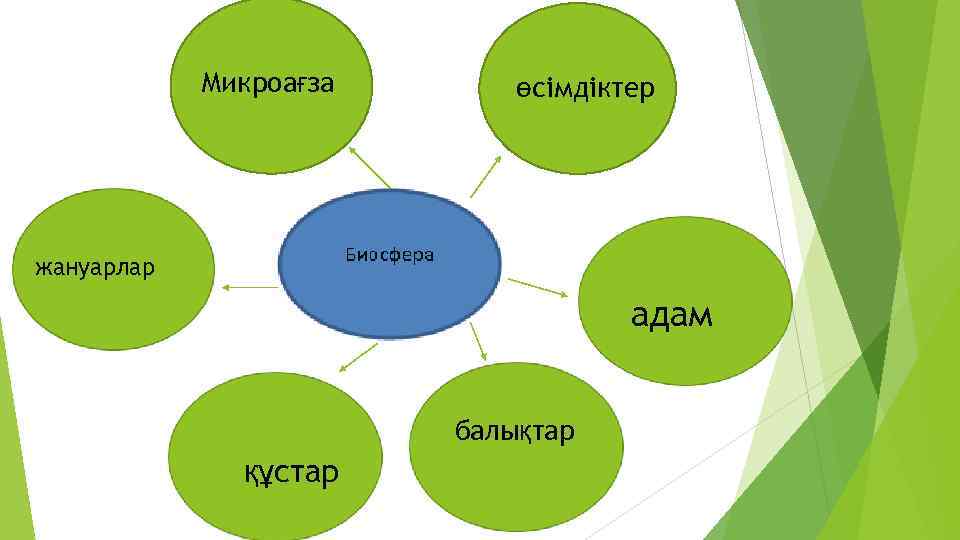 Микроағза өсімдіктер жануарлар адам балықтар құстар 