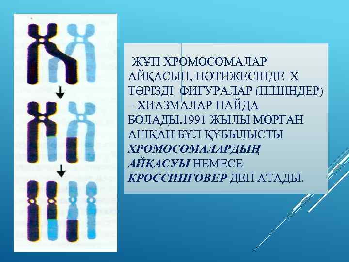 ЖҰП ХРОМОСОМАЛАР АЙҚАСЫП, НӘТИЖЕСІНДЕ Х ТӘРІЗДІ ФИГУРАЛАР (ПІШІНДЕР) – ХИАЗМАЛАР ПАЙДА БОЛАДЫ. 1991 ЖЫЛЫ