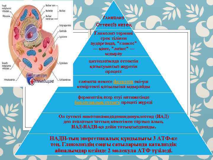 Гликолиз Оттексіз кезең Гликолиз термині грек тілінен аударғанда, "гликос" — қант, "лизис" — ыдырау