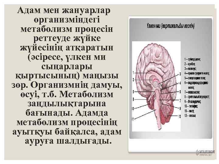 Үлкен ми сыңарлары презентация