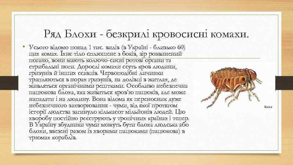 Ряд Блохи - безкрилі кровосисні комахи. • Усього відомо понад 1 тис. видів (в