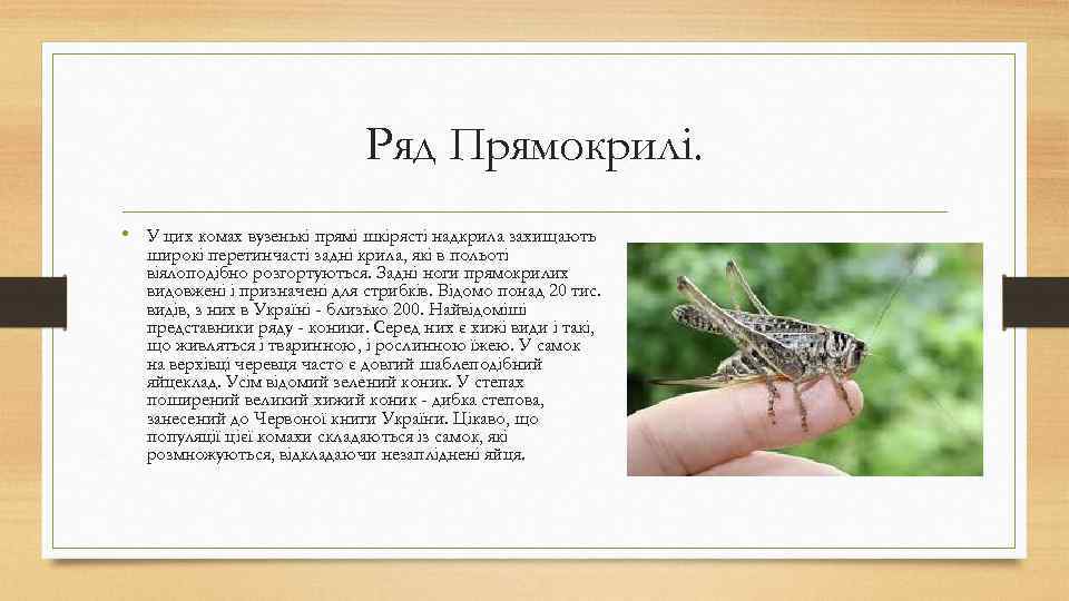 Ряд Прямокрилі. • У цих комах вузенькі прямі шкірясті надкрила захищають широкі перетинчасті задні