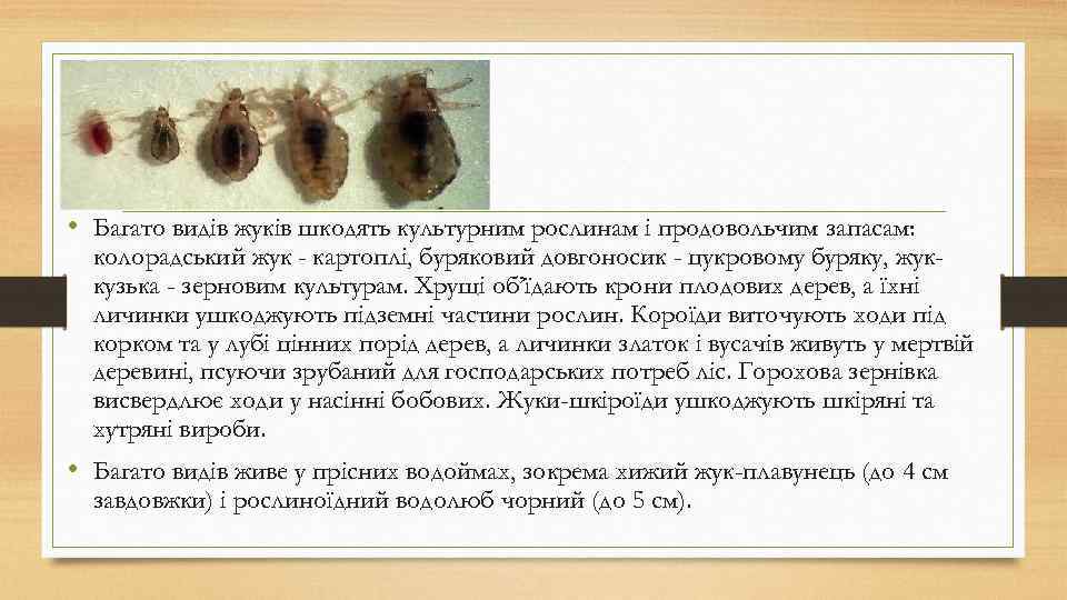  • Багато видів жуків шкодять культурним рослинам і продовольчим запасам: колорадський жук -