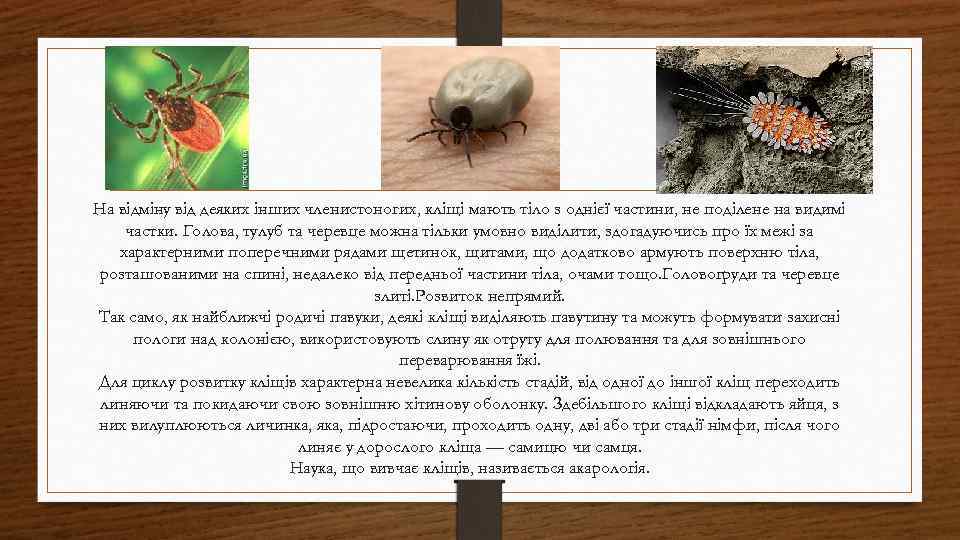 На відміну від деяких інших членистоногих, кліщі мають тіло з однієї частини, не поділене