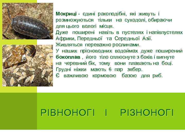 Мокриці - єдині ракоподібні, які живуть і розмножуються тільки на суходолі, обираючи для цього