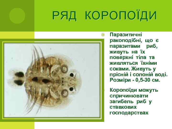 РЯД КОРОПОЇДИ Паразитичні ракоподібні, що є паразитами риб, живуть на їх поверхні тіла та
