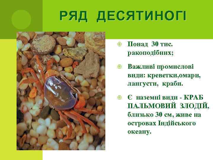 РЯД ДЕСЯТИНОГІ Понад 30 тис. ракоподібних; Важливі промислові види: креветки, омари, лангусти, краби. Є