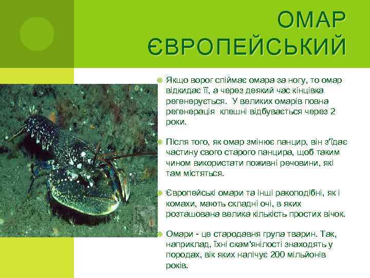 ОМАР ЄВРОПЕЙСЬКИЙ Якщо ворог спіймає омара за ногу, то омар відкидає її, а через