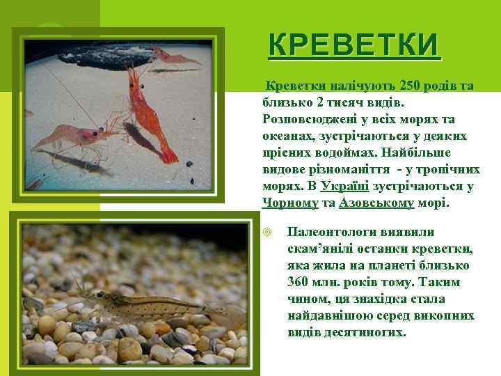 КРЕВЕТКИ Креветки налічують 250 родів та близько 2 тисяч видів. Розповсюджені у всіх морях