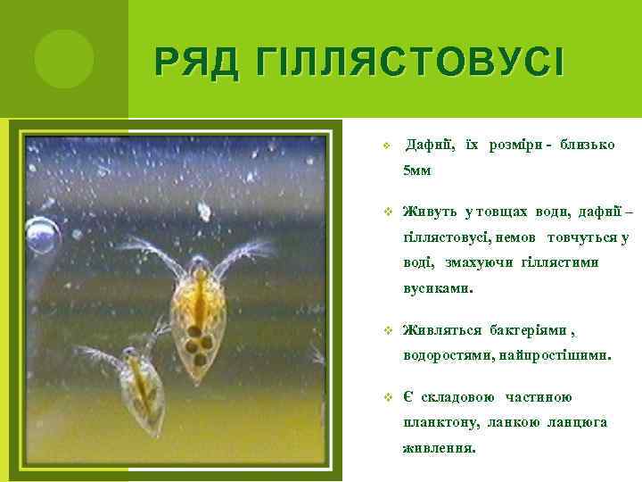 РЯД ГІЛЛЯСТОВУСІ v Дафнії, їх розміри - близько 5 мм v Живуть у товщах
