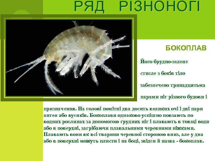 РЯД РІЗНОНОГІ БОКОПЛАВ Його брудно-зелене стисле з боків тіло забезпечено тринадцятьма парами ніг різного