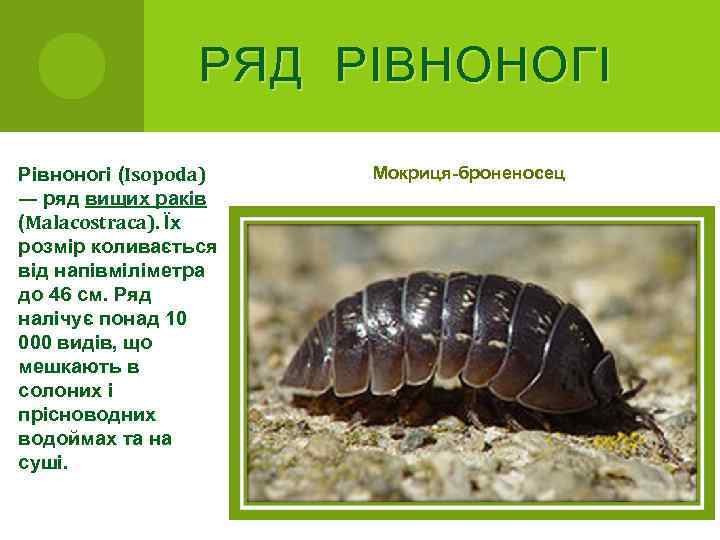 РЯД РІВНОНОГІ Рівноногі (Isopoda) — ряд вищих раків (Malacostraca). Їх розмір коливається від напівміліметра