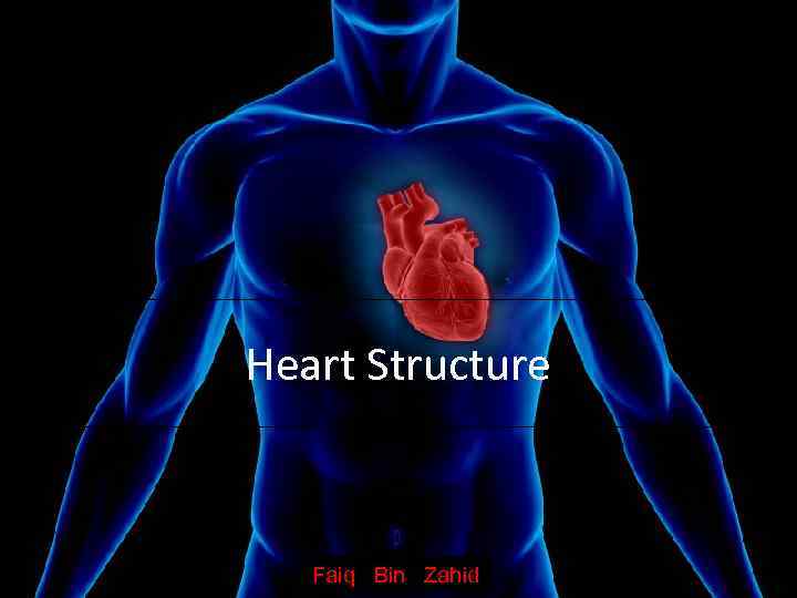 Heart Structure Faiq Bin Zahid www. clickbiology. com 