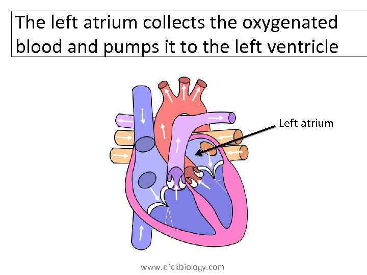 The left atrium collects the oxygenated blood and pumps it to the left ventricle