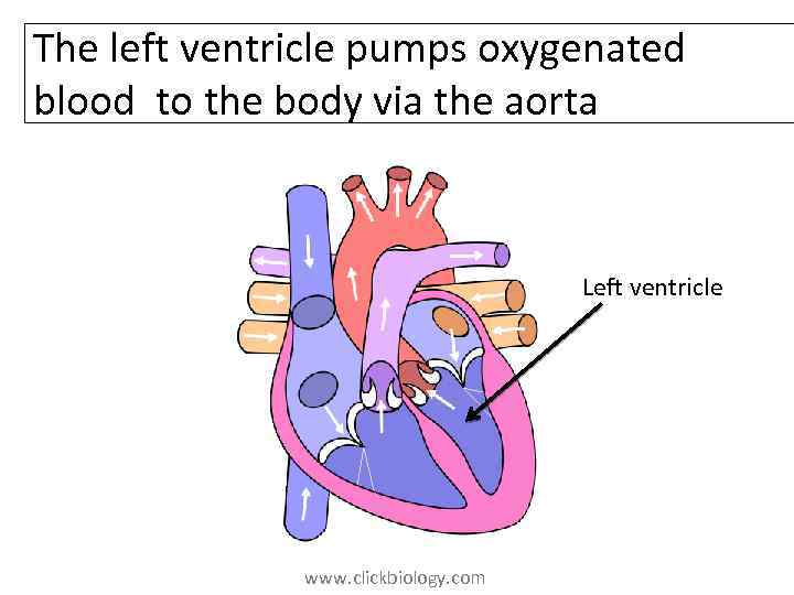 The left ventricle pumps oxygenated blood to the body via the aorta Left ventricle