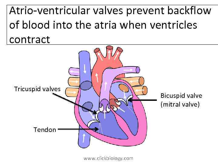 Atrio-ventricular valves prevent backflow of blood into the atria when ventricles contract Tricuspid valves