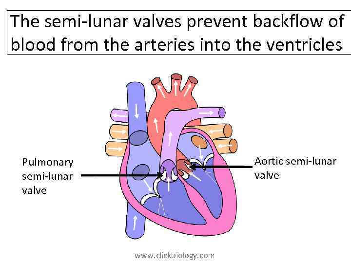 The semi-lunar valves prevent backflow of blood from the arteries into the ventricles Aortic