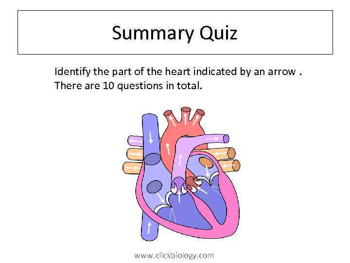 Summary Quiz Identify the part of the heart indicated by an arrow. There are