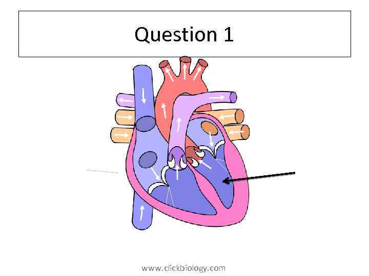 Question 1 www. clickbiology. com 