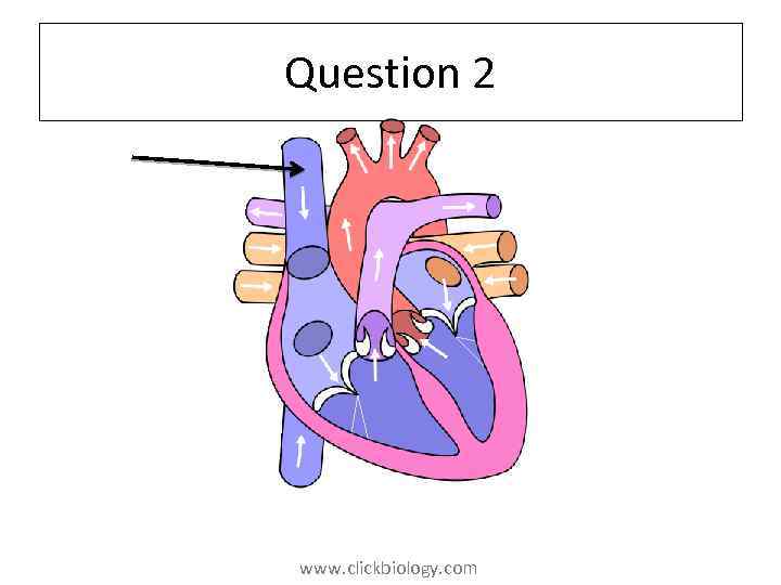 Question 2 www. clickbiology. com 