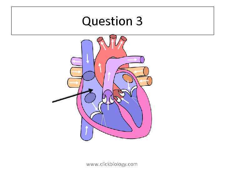 Question 3 www. clickbiology. com 