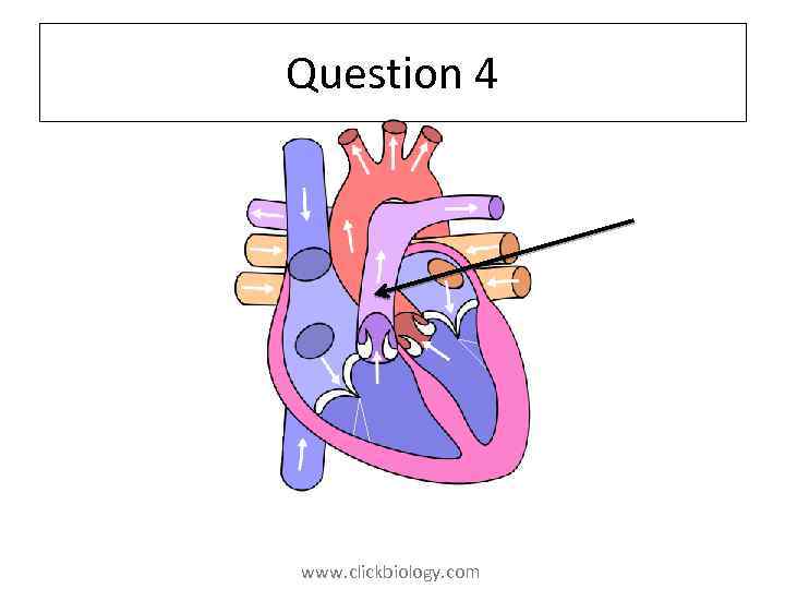 Question 4 www. clickbiology. com 