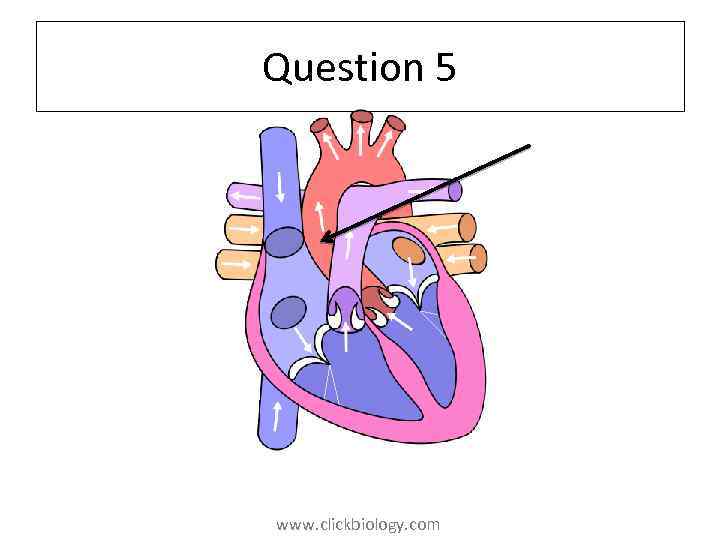 Question 5 www. clickbiology. com 