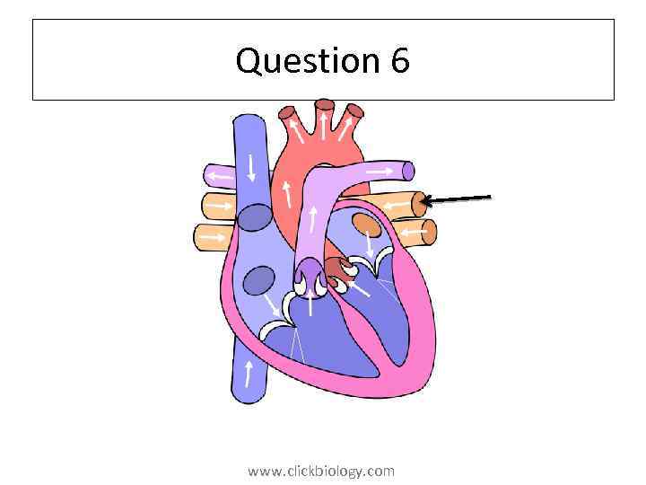 Question 6 www. clickbiology. com 