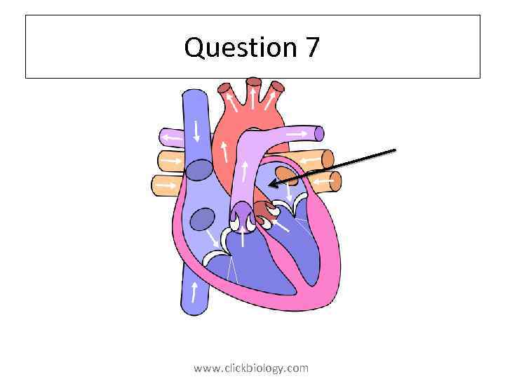 Question 7 www. clickbiology. com 