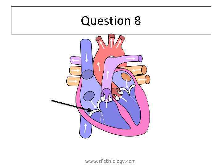 Question 8 www. clickbiology. com 