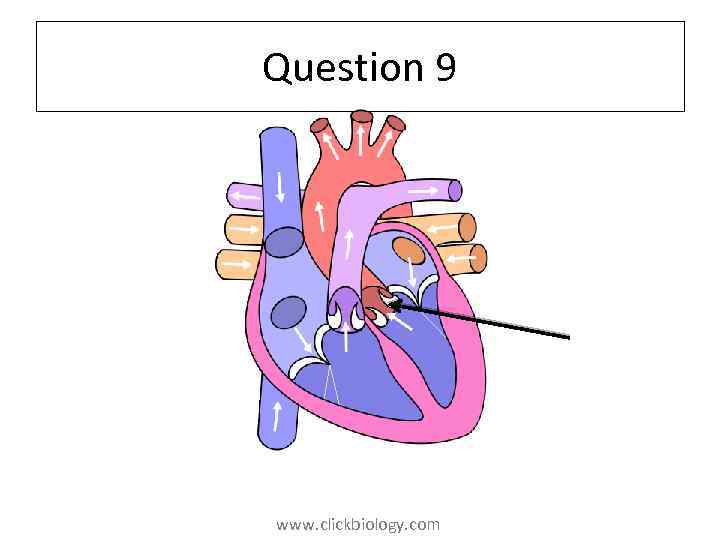 Question 9 www. clickbiology. com 