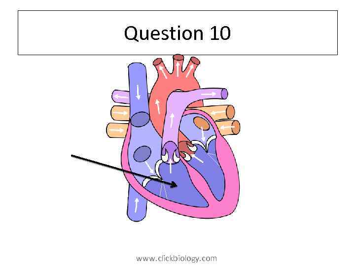 Question 10 www. clickbiology. com 