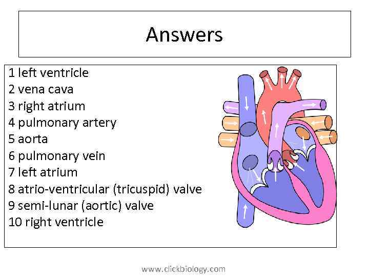 Answers 1 left ventricle 2 vena cava 3 right atrium 4 pulmonary artery 5