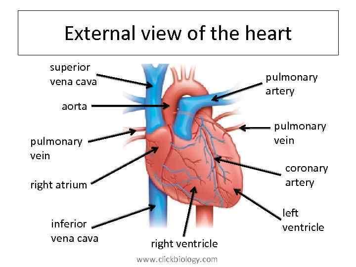 External view of the heart superior vena cava pulmonary artery aorta pulmonary vein coronary