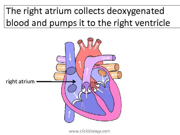 The right atrium collects deoxygenated blood and pumps it to the right ventricle right