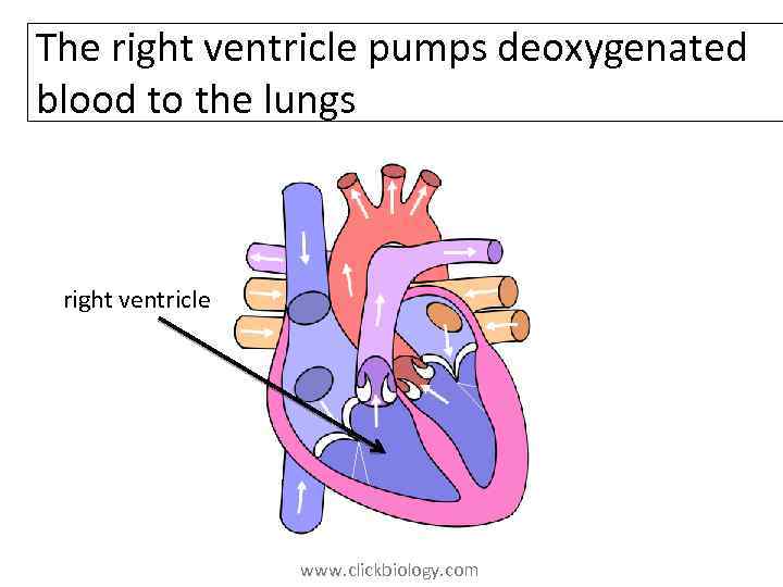 The right ventricle pumps deoxygenated blood to the lungs right ventricle www. clickbiology. com