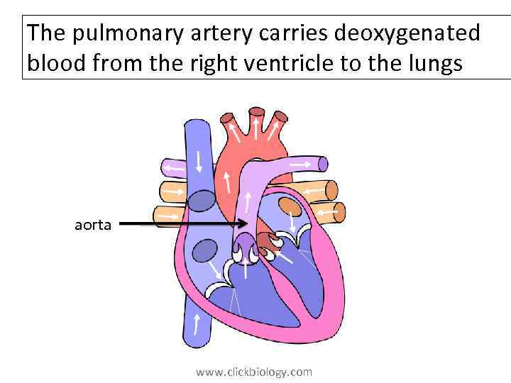 The pulmonary artery carries deoxygenated blood from the right ventricle to the lungs aorta