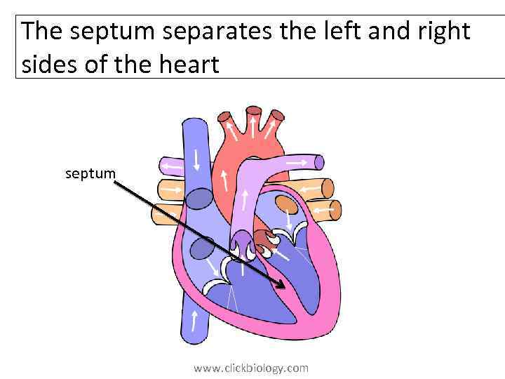 The septum separates the left and right sides of the heart septum www. clickbiology.