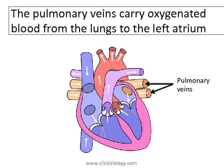 The pulmonary veins carry oxygenated blood from the lungs to the left atrium Pulmonary