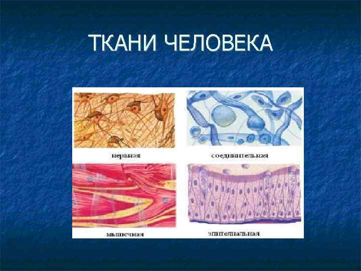 ТКАНИ ЧЕЛОВЕКА 