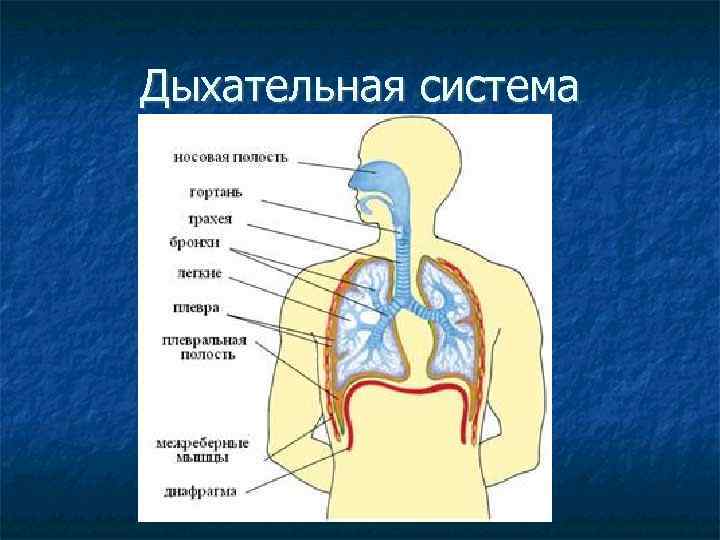 Дыхательная система 