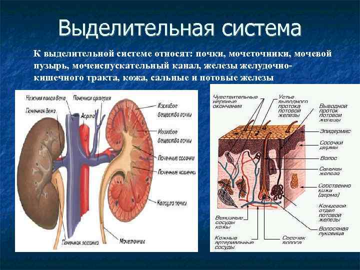 Выделительная система К выделительной системе относят: почки, мочеточники, мочевой пузырь, мочеиспускательный канал, железы желудочнокишечного