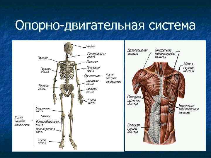 Опорно-двигательная система 