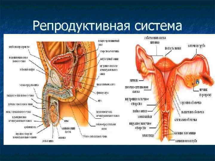 Репродуктивная система 