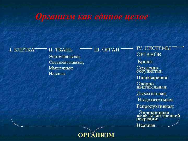 Организм как единое целое I. КЛЕТКА II. ТКАНЬ III. ОРГАН Эпителиальная; Соединительные; Мышечные; Нервная