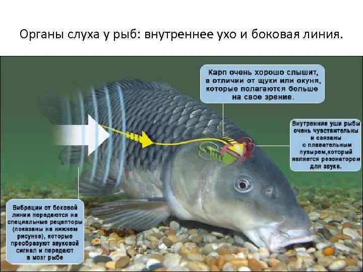 Органы слуха у рыб: внутреннее ухо и боковая линия. 